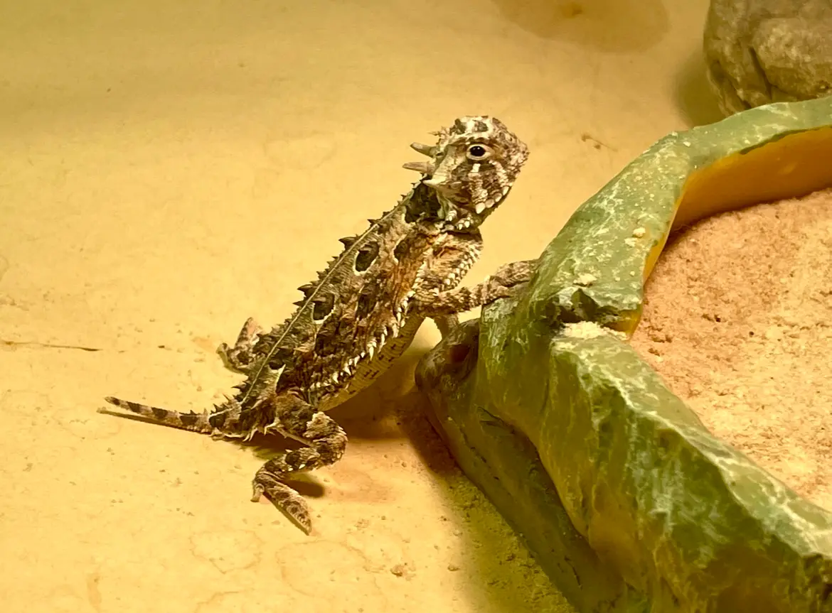 An image of my Texas horned lizard
